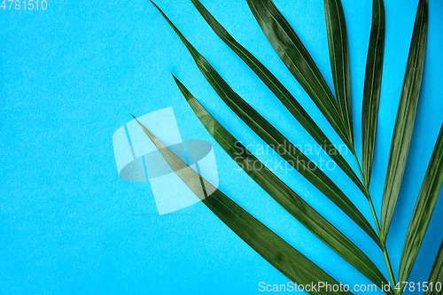 Image of green palm leaf on blue background