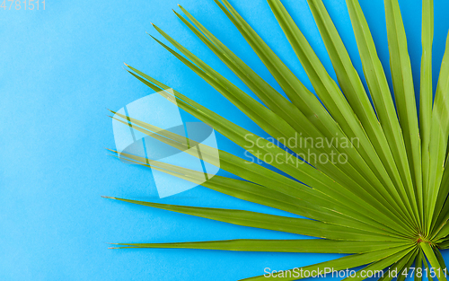 Image of green fan palm leaf on blue background