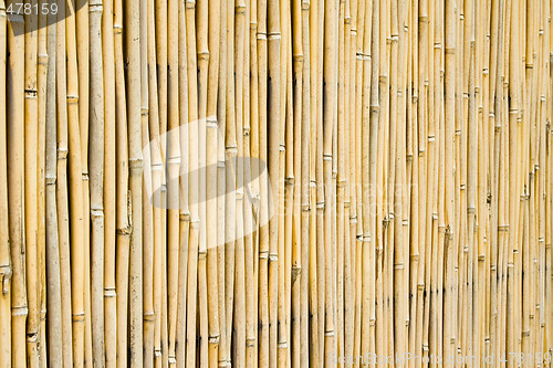 Image of Bamboo background