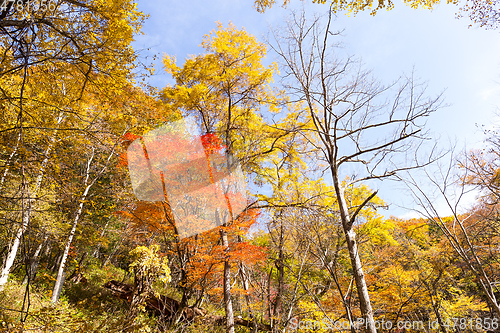 Image of Forest in Autumn season