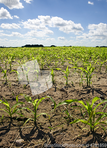 Image of Close up corn