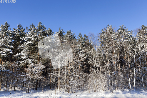 Image of Winter forest, close-up