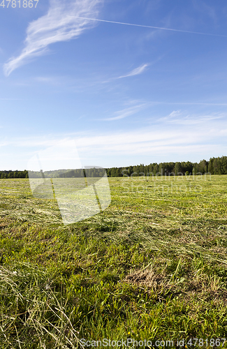 Image of meadow landscape