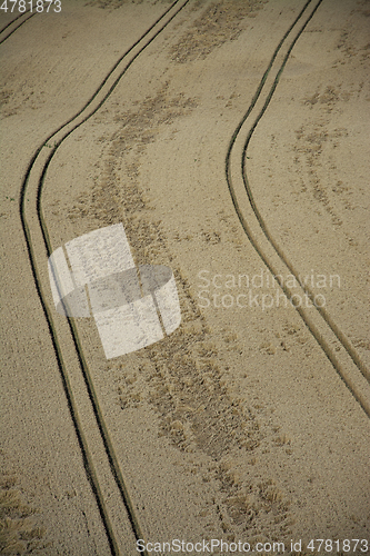 Image of Grainfield near Laboe, Germany