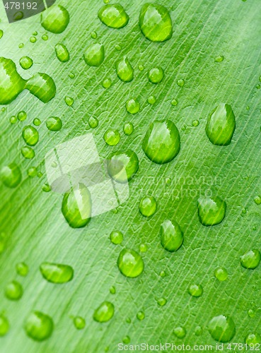 Image of water drops on leaf