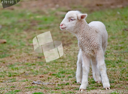 Image of young lamb