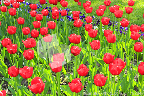 Image of red tulips on the flower-bed