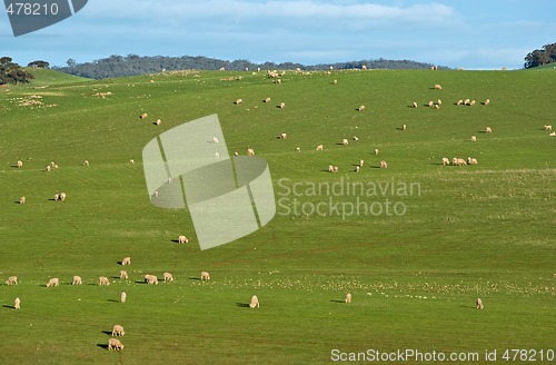 Image of sheep in the field