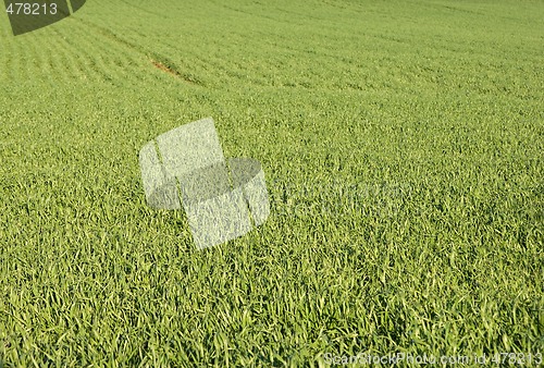 Image of field of grass