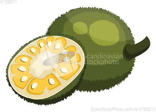 Image of Green jackfruit cut in half vector illustration on white backgro