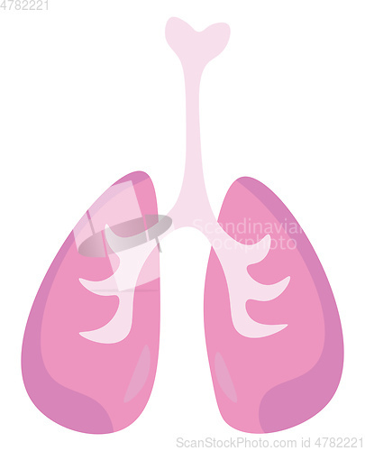 Image of An internal respiratory organ vector or color illustration