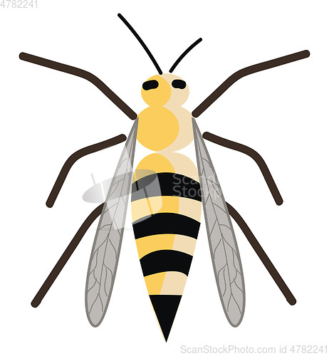 Image of Wasp black and yellow striped skinny insect with wings and has a