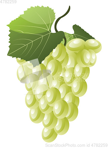 Image of Cartoon of white grapes with green leaf vector illustration on w