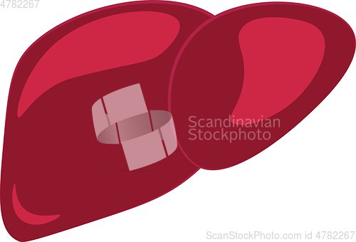Image of A blood red liver vector or color illustration