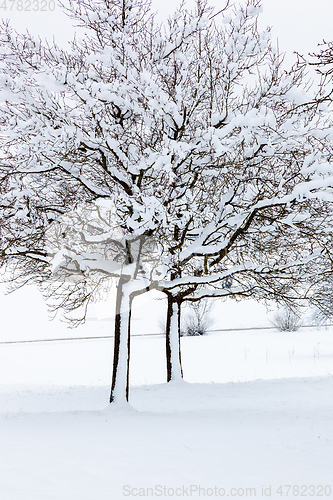 Image of winter trees background