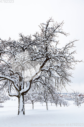 Image of winter trees background
