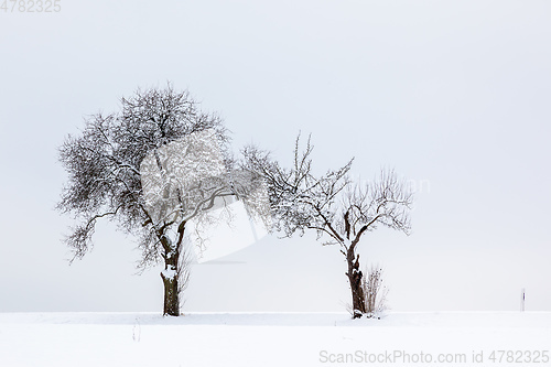 Image of winter trees background