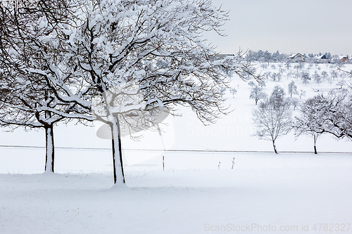 Image of winter trees background