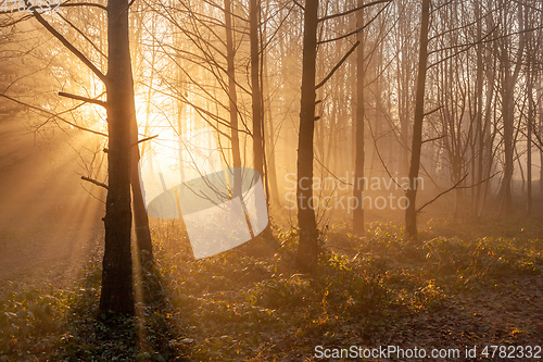 Image of autumn forest mist with sunlight rays