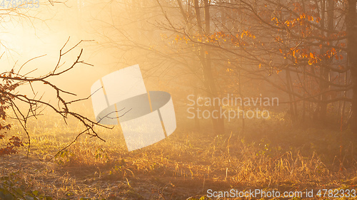 Image of autumn forest mist with sunlight rays