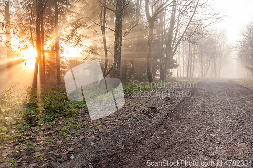 Image of autumn forest mist with sunlight rays