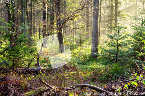 Image of autumn forest mist with sunlight rays
