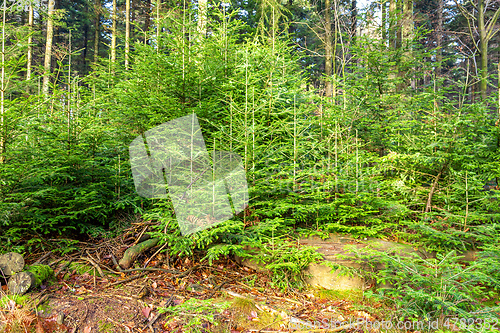 Image of forest background fir trees