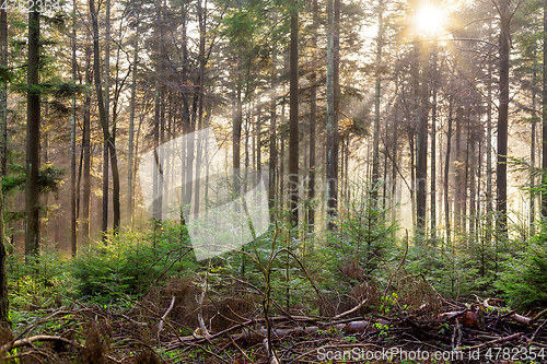 Image of autumn forest mist with sunlight rays