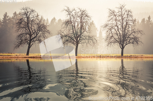 Image of three trees autumn lake scenery