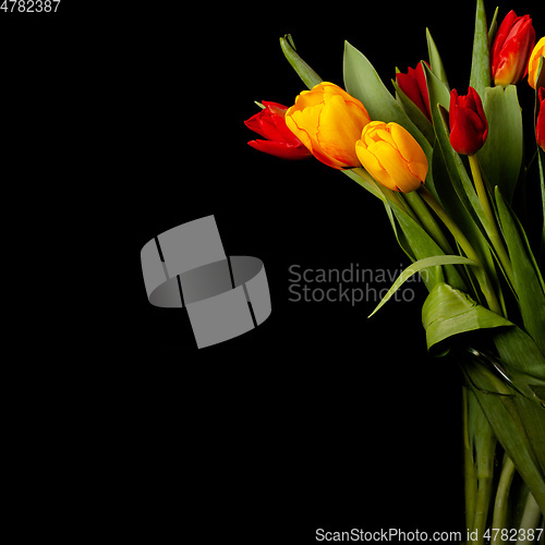 Image of tulip flowers on black background