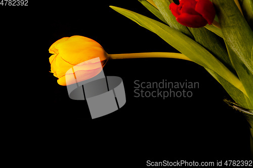 Image of tulip flowers on black background