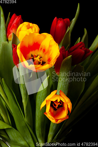Image of tulip flowers on black background