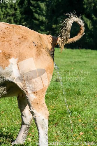 Image of cow piss