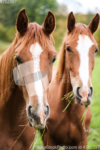 Image of btwo rown horses rural