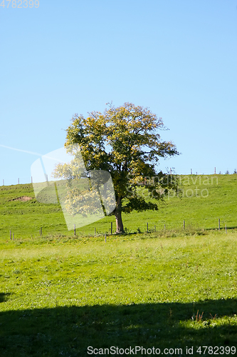 Image of autumn tree meadow