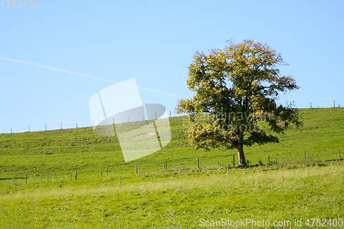 Image of autumn tree meadow