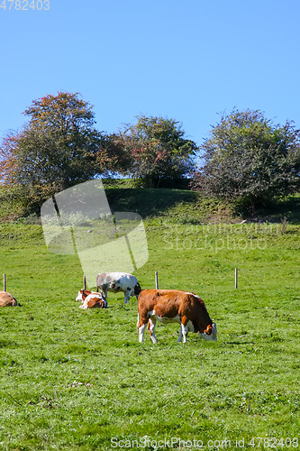 Image of cow in the green grass