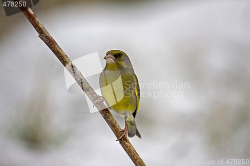 Image of greenfinch