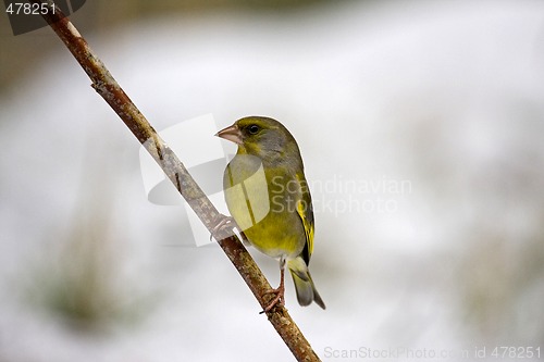 Image of greenfinch