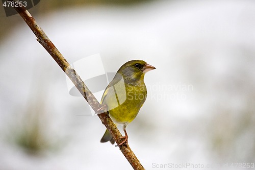 Image of greenfinch