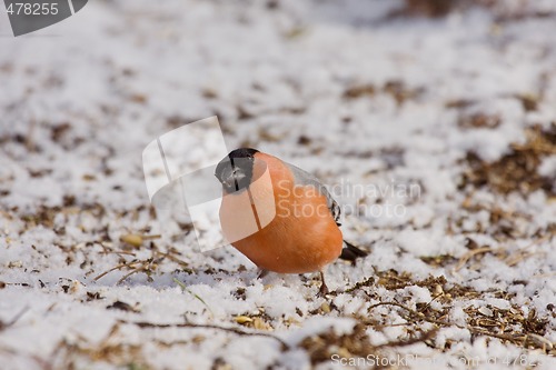 Image of bullfinch