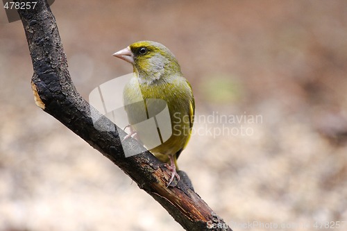 Image of greenfinch