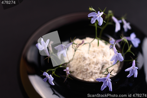Image of Small blue flower