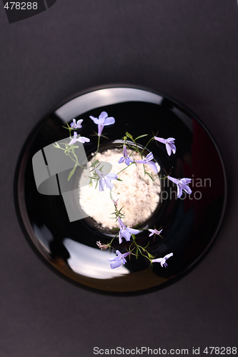 Image of Small blue flower
