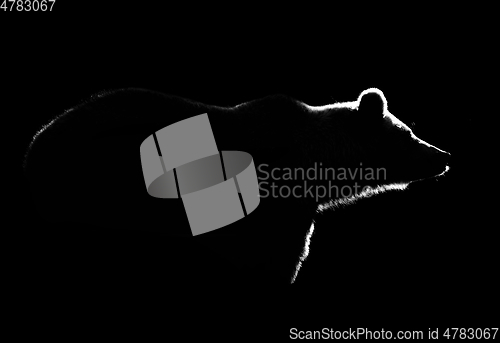 Image of Brown bear body lines isolated in black. Bear contour in black.