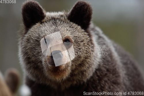 Image of Young brown bear portrait
