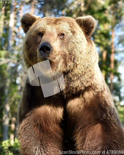 Image of European brown bear portrait in summer forest