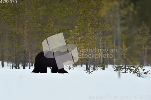 Image of Brown bear (ursus arctos) walking on snowy taiga landscape