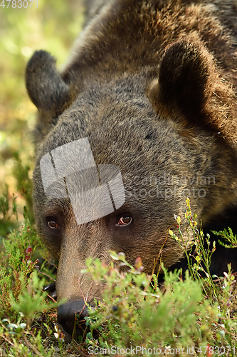 Image of wild brown bear closeup in the forest, nose on the ground