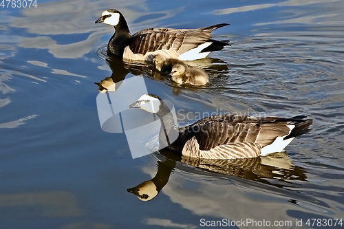 Image of Barnacle Geese with Two Chicks Swimming